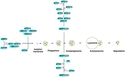 Mitophagy Receptors in Tumor Biology